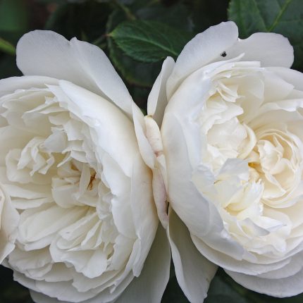 William and Catherine