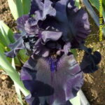 Iris Yosemite Nights