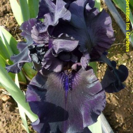 Iris Yosemite Nights