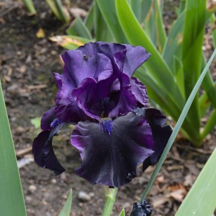 Iris Yosemite Nights