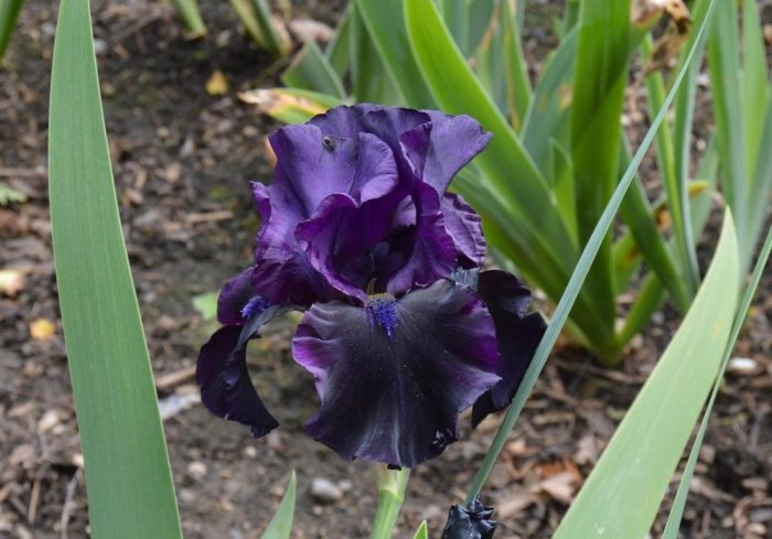 Iris Yosemite Nights