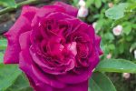 Trandafir Gloire de Ducher