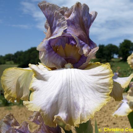 Iris Reversal of Fortune