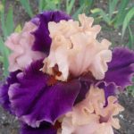 Iris Duplicity