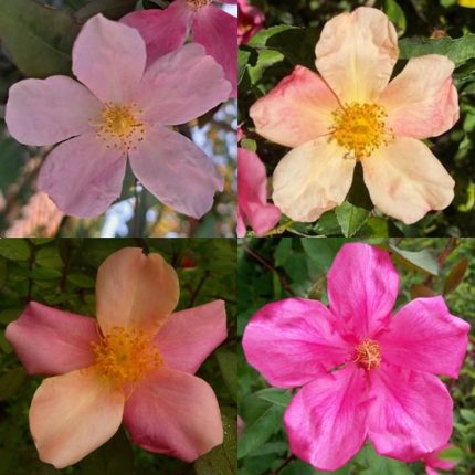 Trandafir Mutabilis