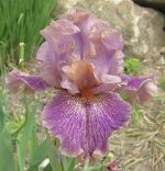 Iris Scrivener
