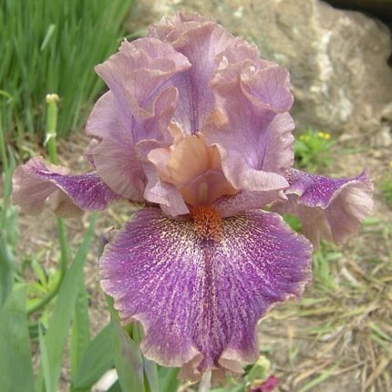 Iris Scrivener