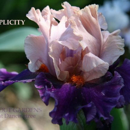 Iris Duplicity