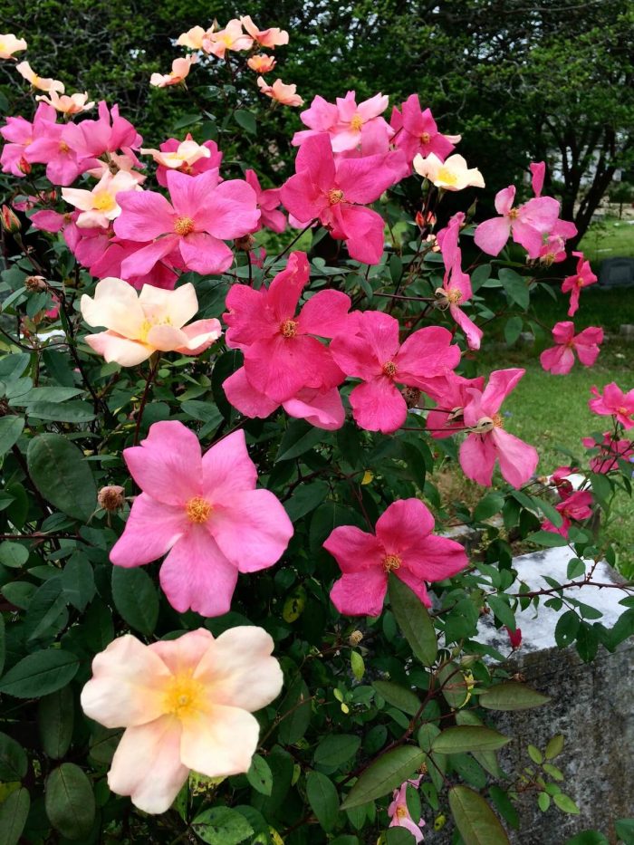 Trandafir Mutabilis-livrarea din octombrie -noiembrie - imagine 3