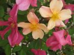 Trandafir Mutabilis-livrarea din octombrie -noiembrie - imagine 2
