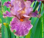 Iris Scrivener