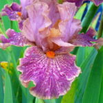 Iris Scrivener