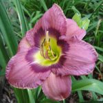 Hemerocallis Always Afternoon