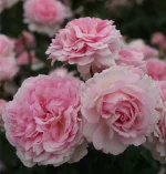 Alexandra - Princesse de Luxembourg®