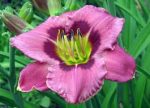 Hemerocallis Always Afternoon - imagine 2