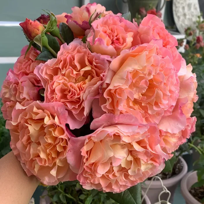 Trandafir Augusta Luise®