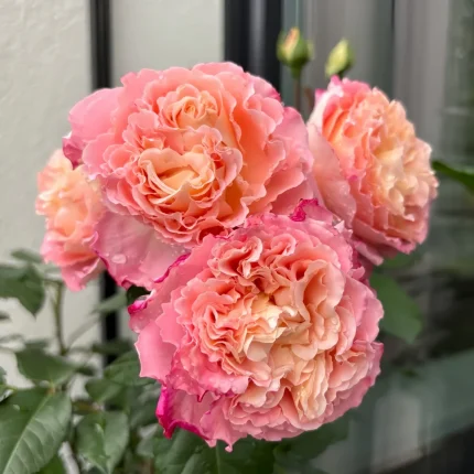 Trandafir Augusta Luise®