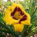 Hemerocallis Blackberry Candy