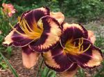 Hemerocallis Before Night Falls