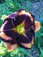 Hemerocallis Before Night Falls