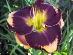 Hemerocallis Before Night Falls