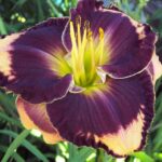 Hemerocallis Before Night Falls