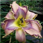 Hemerocallis Bird Talk