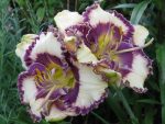 Hemerocallis Bluegrass Music -parfumat - imagine 2