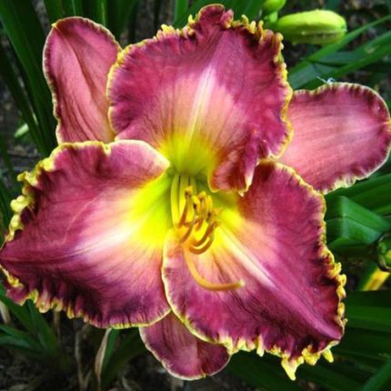 Hemerocallis David Kirchoff