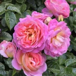 Trandafir Dornburger Schlossrose®