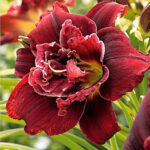 Hemerocallis Double Red Royal -livrarea din martie 2026
