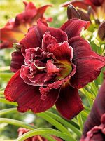 Hemerocallis Double Red Royal -livrarea din martie 2026