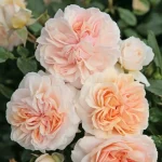 Trandafir Garden of Roses®