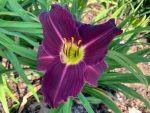 Hemerocallis Grape Velvet - imagine 2