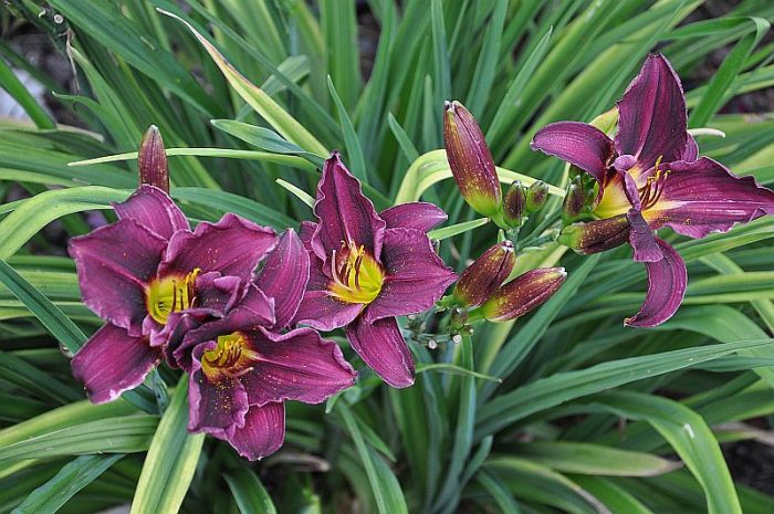 Hemerocallis Grape Velvet - imagine 3