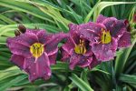 Hemerocallis Grape Velvet