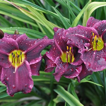 Hemerocallis Grape Velvet