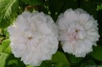 Trandafir Jacques Cartier White(de dulceata)