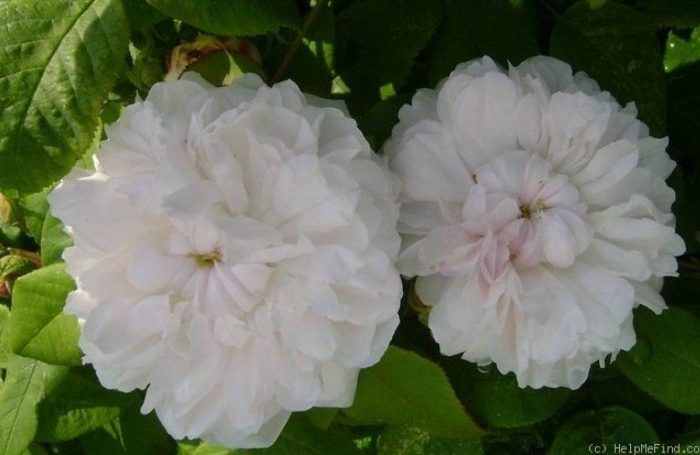 Trandafir Jacques Cartier White(de dulceata)