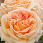 Trandafir Lady Capri®