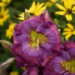 Hemerocallis Lavender Blue Baby