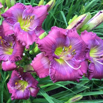 Hemerocallis Lavender Blue Baby