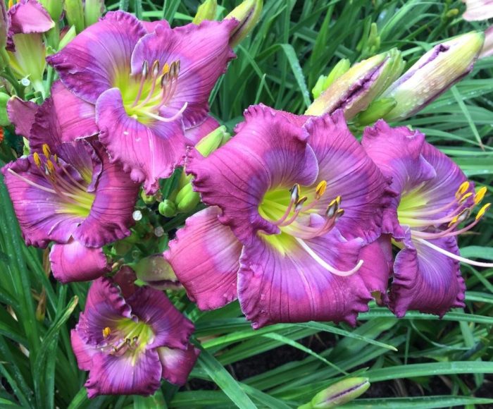 Hemerocallis Lavender Blue Baby