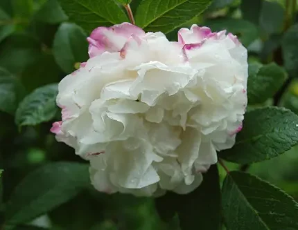 Trandafir Louise Bugnet