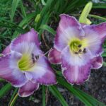 Hemerocallis Mrs. John Cooper