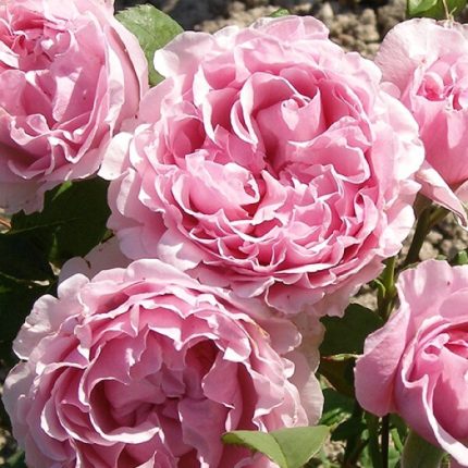 Princess Claire of Belgium®
