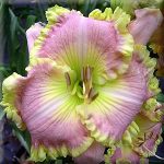 Hemerocallis Priscilla's Smile