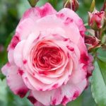 Trandafir Rosenstadt Freising®