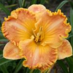 Hemerocallis Santa Catalina