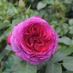 Trandafir Sophie Luise®Trandafir Sophie Luise®
